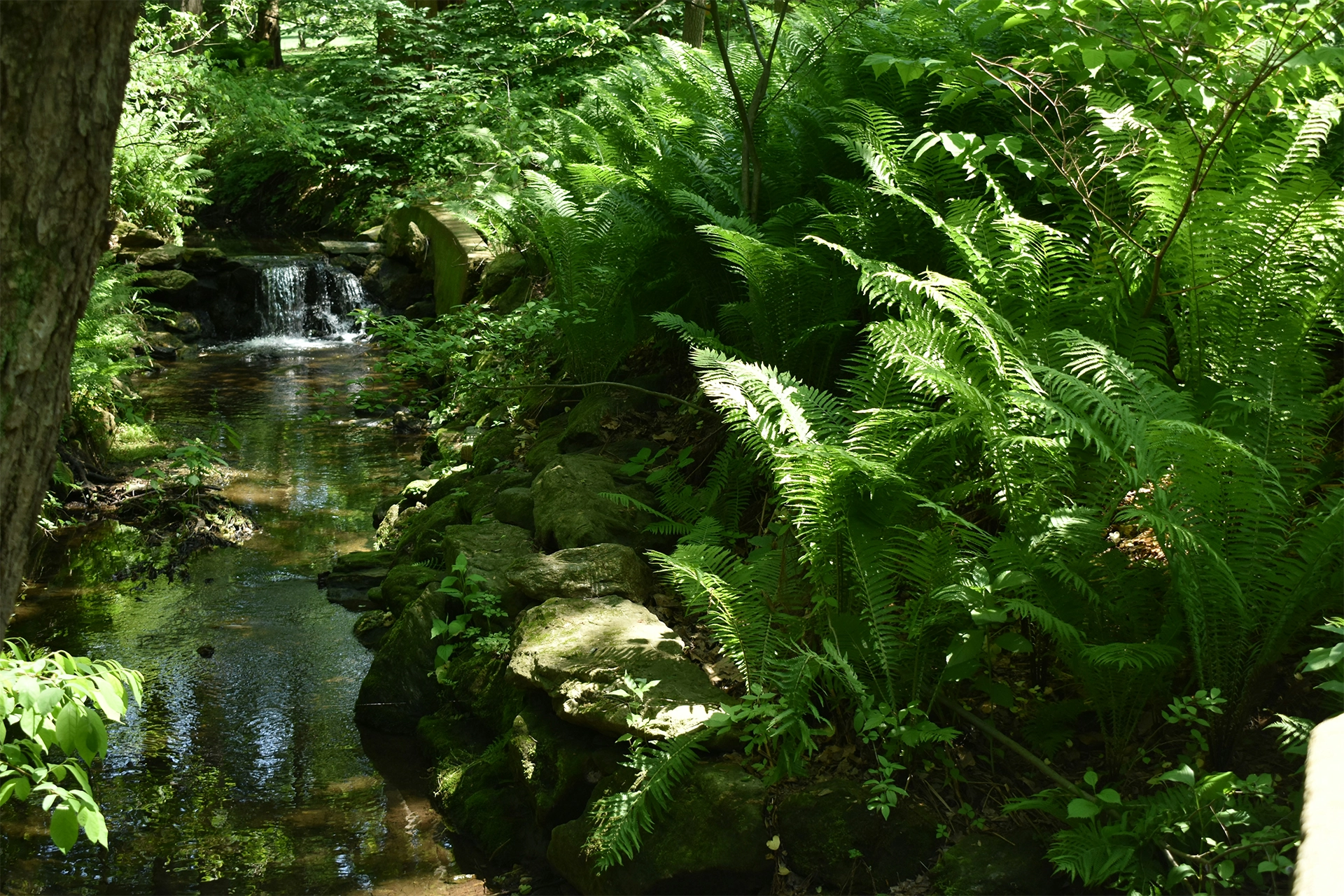 Serene forest stream with waterfall, lush ferns and moss-covered rocks creating a tranquil natural spa atmosphere